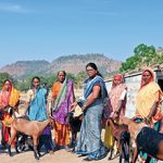 “Tribal families were engaged as landless labour, daily wage workers, etc. which led to economic hardships and debt at usurious interest rates. SNSF’s SHG (Self Help Group) was created to generate income from livestock.” – Muktidham Mahila Bachat Gat
